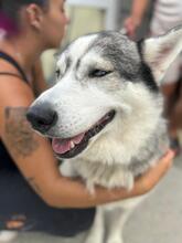 HELENA, Hund, Siberian Husky in Spanien - Bild 1