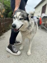 HELENA, Hund, Siberian Husky in Spanien - Bild 2