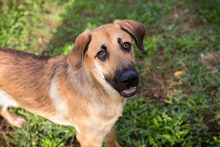 SELMA, Hund, Mischlingshund in Kroatien - Bild 1