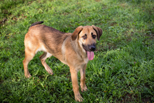 SELMA, Hund, Mischlingshund in Kroatien - Bild 2