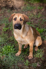 SELMA, Hund, Mischlingshund in Kroatien - Bild 3