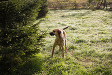 SELMA, Hund, Mischlingshund in Kroatien - Bild 4