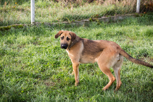 SELMA, Hund, Mischlingshund in Kroatien - Bild 5