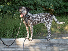 BO, Hund, Dalmatiner-Mix in Egelsbach - Bild 1