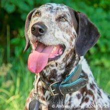 BO, Hund, Dalmatiner-Mix in Egelsbach - Bild 2