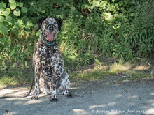 BO, Hund, Dalmatiner-Mix in Egelsbach - Bild 6