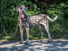 BO, Hund, Dalmatiner-Mix in Egelsbach - Bild 8