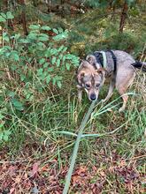 JENNA, Hund, Mischlingshund in Wollin - Bild 5