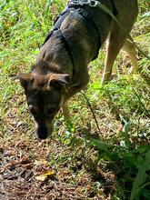 JENNA, Hund, Mischlingshund in Wollin - Bild 9