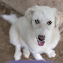 LUMI, Hund, Mischlingshund in Mastershausen - Bild 2