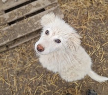 LUMI, Hund, Mischlingshund in Mastershausen - Bild 5