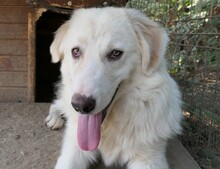 LUMI, Hund, Mischlingshund in Mastershausen - Bild 6