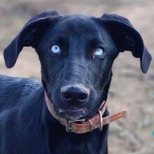 ICE, Hund, Mischlingshund in Spanien - Bild 1