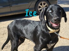 ICE, Hund, Mischlingshund in Spanien - Bild 2