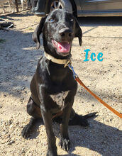 ICE, Hund, Mischlingshund in Spanien - Bild 7