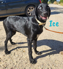 ICE, Hund, Mischlingshund in Spanien - Bild 8