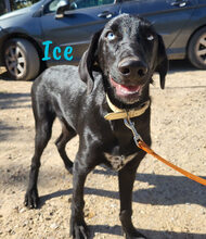 ICE, Hund, Mischlingshund in Spanien - Bild 9