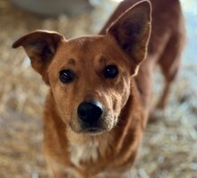 DAISY, Hund, Mischlingshund in Rumänien