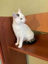 MILLY, Katze, Hauskatze in Bulgarien - Bild 11