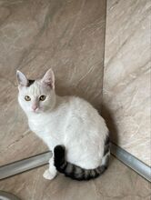 MILLY, Katze, Hauskatze in Bulgarien - Bild 12