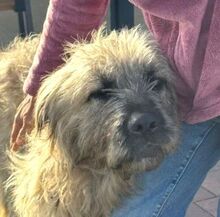 GRINSCH, Hund, Irish Wolfhound-Mix in Rumänien