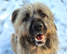 GRINSCH, Hund, Mioritic Hirtenhund-Mix in Gefrees - Bild 1