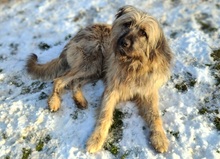 GRINSCH, Hund, Mioritic Hirtenhund-Mix in Gefrees - Bild 2