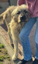 GRINSCH, Hund, Mioritic Hirtenhund-Mix in Gefrees - Bild 23