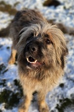 GRINSCH, Hund, Mioritic Hirtenhund-Mix in Gefrees - Bild 4