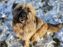 GRINSCH, Hund, Mioritic Hirtenhund-Mix in Gefrees - Bild 6