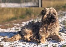 GRINSCH, Hund, Mioritic Hirtenhund-Mix in Gefrees - Bild 7