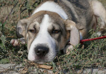 PERNILLA, Hund, Deutsche Dogge-Mix in Bulgarien - Bild 1