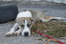 PERNILLA, Hund, Deutsche Dogge-Mix in Bulgarien - Bild 10