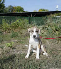 PERNILLA, Hund, Deutsche Dogge-Mix in Bulgarien - Bild 12