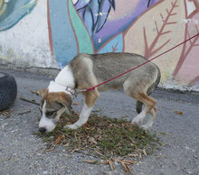 PERNILLA, Hund, Deutsche Dogge-Mix in Bulgarien - Bild 8