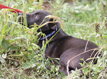 OPHELIA, Hund, Chihuahua-Mix in Karben - Bild 10