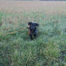 OPHELIA, Hund, Chihuahua-Mix in Karben - Bild 13