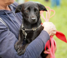 OPHELIA, Hund, Chihuahua-Mix in Karben - Bild 16