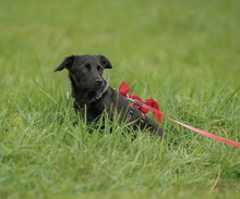 OPHELIA, Hund, Chihuahua-Mix in Karben - Bild 17