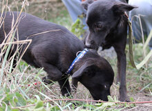 OPHELIA, Hund, Chihuahua-Mix in Karben - Bild 2