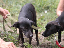 OPHELIA, Hund, Chihuahua-Mix in Karben - Bild 3