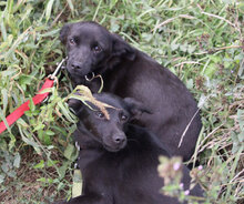 OPHELIA, Hund, Chihuahua-Mix in Karben - Bild 4