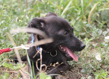 OPHELIA, Hund, Chihuahua-Mix in Karben - Bild 9