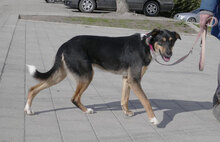 BUDKINS, Hund, Collie Kurzhaar-Mix in Bulgarien - Bild 12