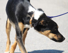 BUDKINS, Hund, Collie Kurzhaar-Mix in Bulgarien - Bild 4