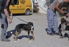 BUDKINS, Hund, Collie Kurzhaar-Mix in Bulgarien - Bild 5