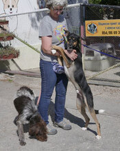 BUDKINS, Hund, Collie Kurzhaar-Mix in Bulgarien - Bild 6