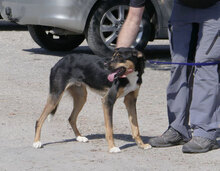 BUDKINS, Hund, Collie Kurzhaar-Mix in Bulgarien - Bild 8