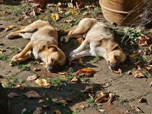 LIO, Hund, Mischlingshund in Herten - Bild 10