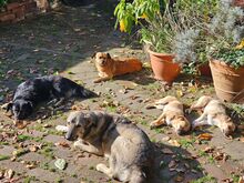 LIO, Hund, Mischlingshund in Herten - Bild 6